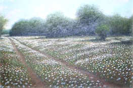 field of white flowers